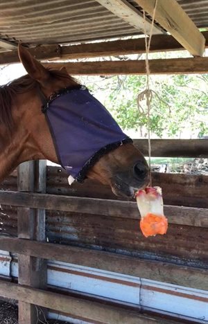 Horse ice block credit Ellie Jolley