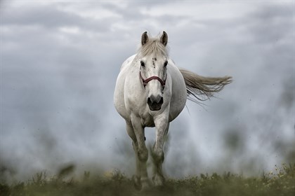 Horse in smoke.