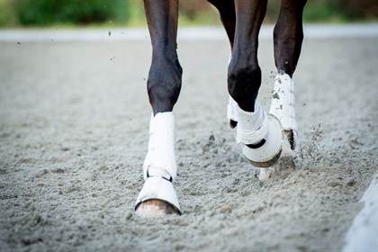 Horse legs - Shutterstock, no credit needed