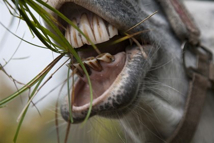 Horse teeth - Labelled for reuse
