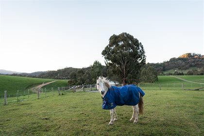 Horse with rug - pixabay