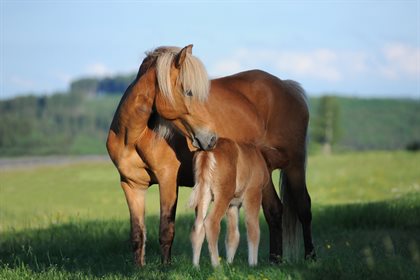 Horses are programmed for attachment.
