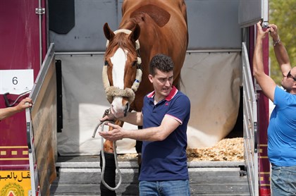 Horses arrive at CHI Al Shaqab. © Commercial Bank CHI Al SHAQAB Presented by Longines