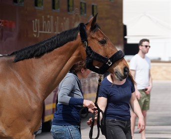 Horses arrive at CHI Al Shaqab. © Commercial Bank CHI Al SHAQAB Presented by Longines