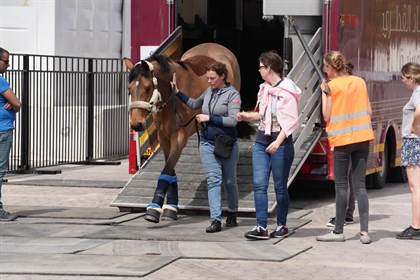 Horses arrive at CHI Al Shaqab. © Commercial Bank CHI Al SHAQAB Presented by Longines