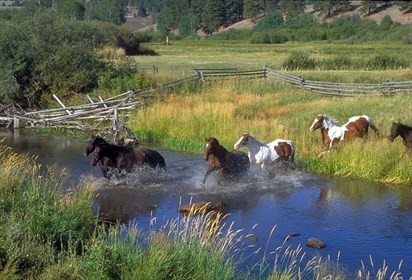 Horses cantering through a river crossing