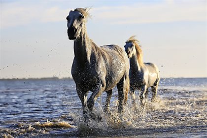 Horses keeping cool
