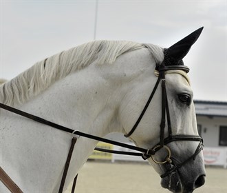 It’s hard to pinpoint exactly when the flighty, free-spirited horse was first harnessed