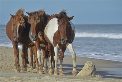 It's unclear whether these beachgoers built their own sandcastle