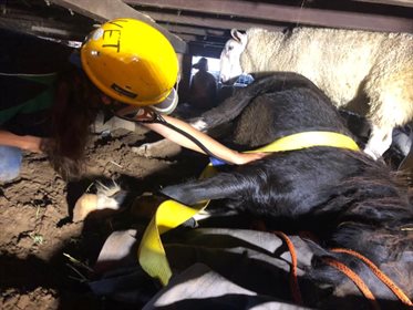 Jasper really wanted to be with his sheep friend and a low-lying house wasn't going to stop him! Credit NSW SES Hawkesbury Unit