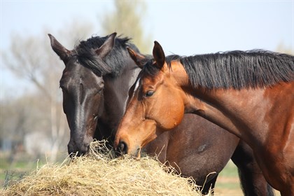 KER article use only eating hay