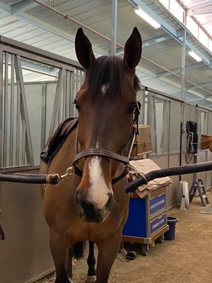 Katie Laurie’s Django is just one of the horses she will be riding at the Desert International Horse Park this week © Katie Laurie Facebook page