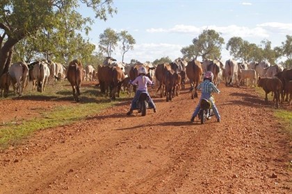 Keeping the cattle in check is a big job! © Sally Kirkwood