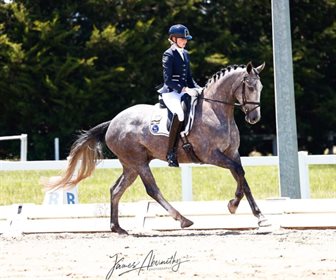 Kerry Mack's horse auction