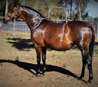 Lanieres, Australian Riding Pony mare. Image: The Thinking Horse Breeder