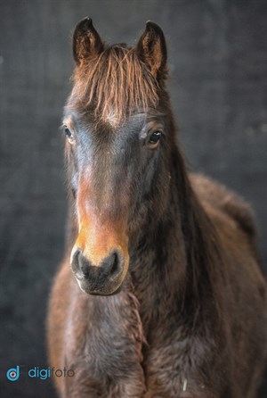 Lara Poynton's brumby, VBA Cooper. © Digi-Foto