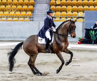 Let’s Jazzabit ridden by Lizzie Wilson-Fellows © Amy-Sue Alston