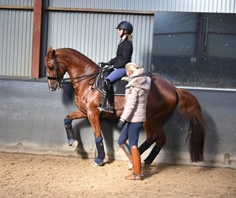 Louisa Smith riding her own AEA Flaminio in the Advantage R Custom Saddle. 