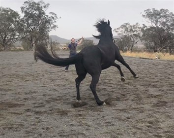 Lunging fresh horse © Amanda Young