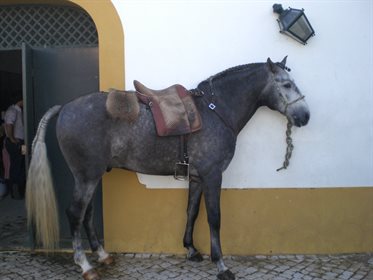 Lusitano.