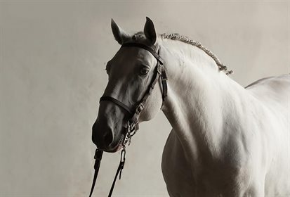 Lusitano.