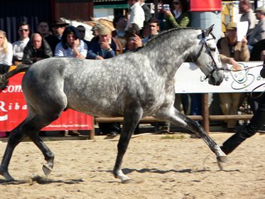 Lusitano.