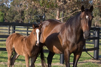 Mare and Foal - Horserail © horserail