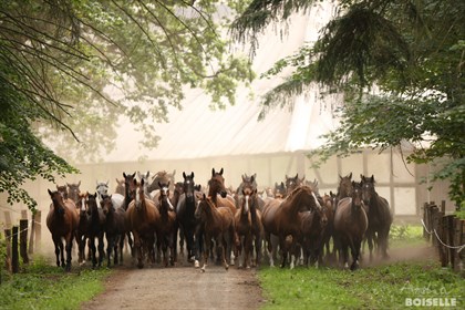 Mares and foals in front of the Glasewald barn. © Archiv Boiselle