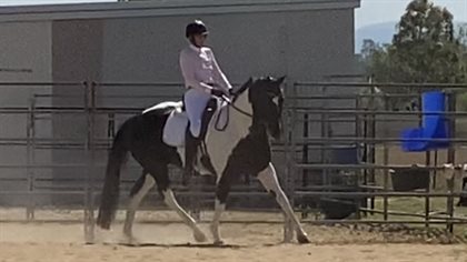Margie Elliot riding Magpie from the Virtual Spring Dressage Series