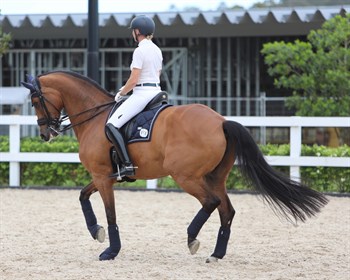 Mary Hanna and Calanta warming up today for the Kur tomorrow - © Roger Fitzhardinge