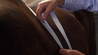 Measuring the girth © Barastoc