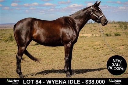 Nutrien Equine Lot 84