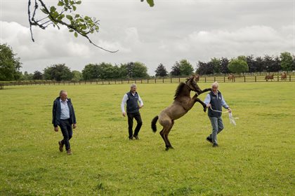 Peaceful Promise getting excited at the National Stud.