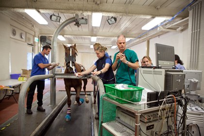 Professor Whitton and his team at the University of Melbourne’s equine hospital in Werribee. Image supplied by University of Melbourne Equine Centre
