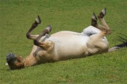 Przewalski horse © stock image