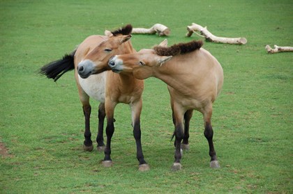 Przewalski horses