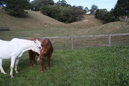 Red with his best friend Romani (who had become his eyes), just before they were put to sleep peacefully © Sue Billson-Hewett