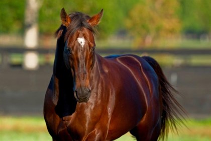 Redoute's Choice © @ArrowfieldStud