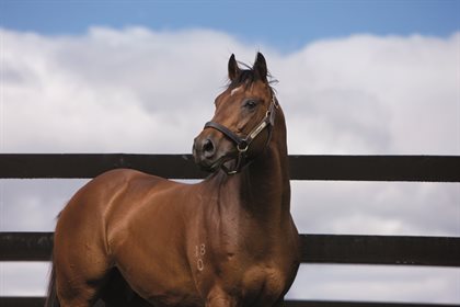 Reset was an undefeated multiple G1 winner on the racetrack. Image supplied.
