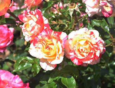 Roses in full bloom at Flemington. © Suzie Potter Photography