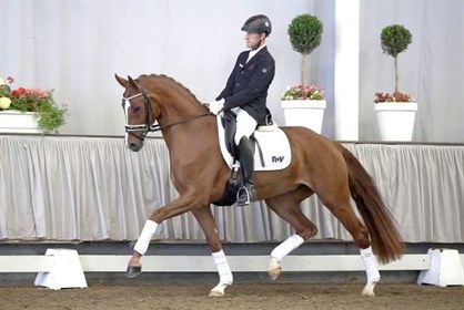 Sabrina (Sir Heinrich Beltoni). Image: Westphalian Breeder's Association