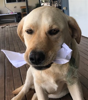 Sally Kirkwood's labrador eats badly made paper plane