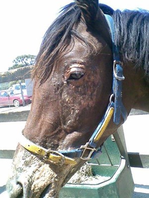 Second degree burns on the face, associated with horses running through the flames © Maxine Brain