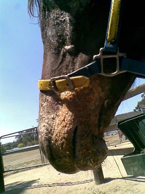 Second degree burns on the face, associated with horses running through the flames © Maxine Brain