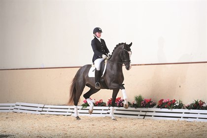 Sezuans Donnerhall is available through IHB this breeding season! © IHB