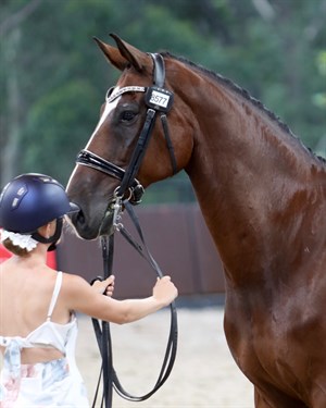 Shania Madden and BC Romanov are competing in the CDI-Y. © Roger Fitzhardinge