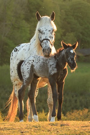Spotilas with his Knabstrupper mother Luna af Nyskoven © Bjørn Boesgaard