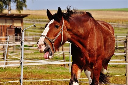 Yawning horse