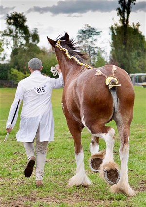 Supreme Champion Clydesdale, McMurchie Lucinda, with Nathaniel Arthur-Ellis.