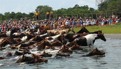 The Chincoteague Annual Pony Swim